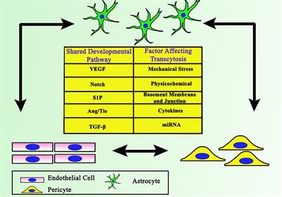 Overview of Crosstalk Between Multiple Factor of Transcytosis in Blood Brain Barrier